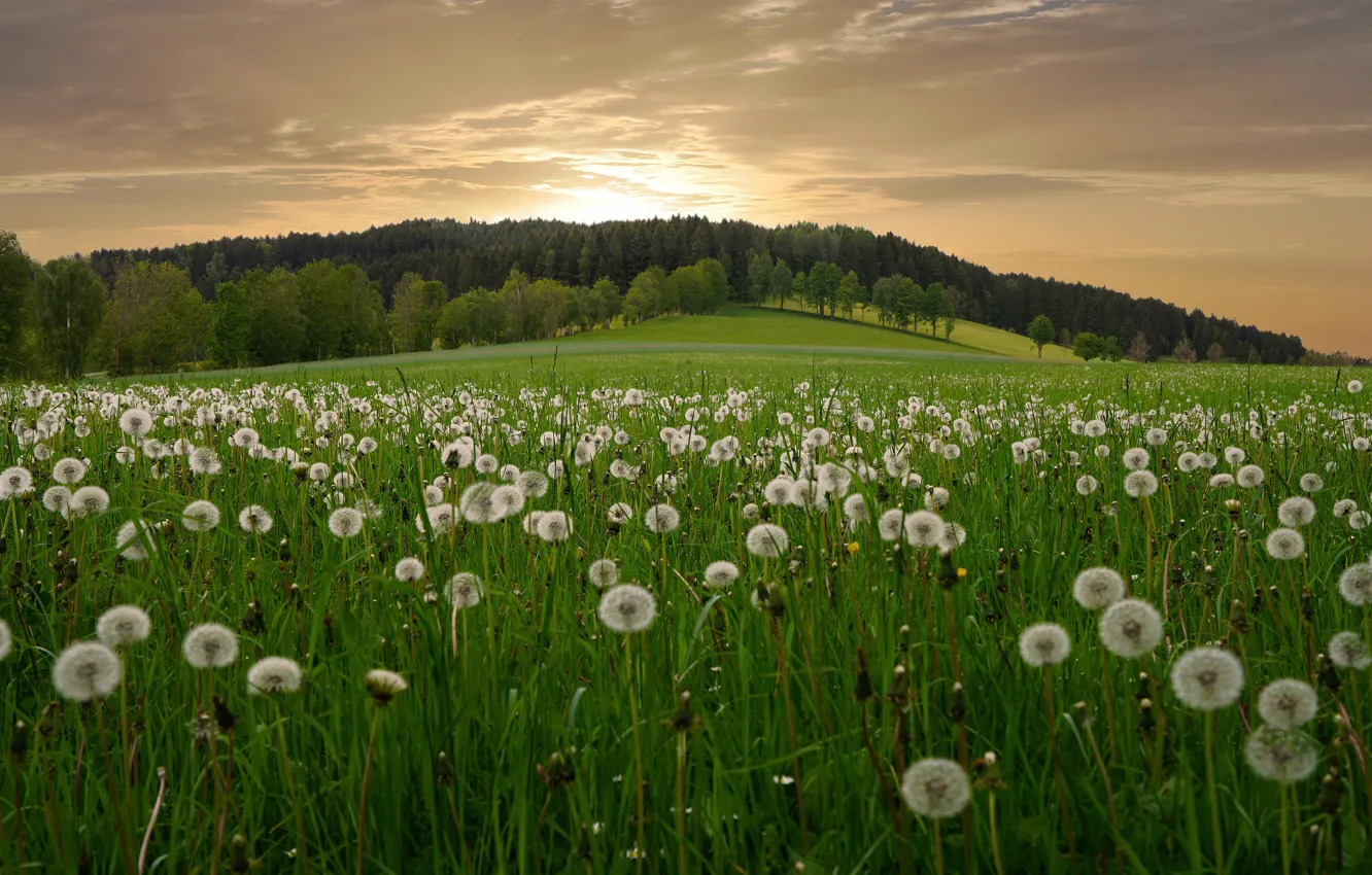 Photo wallpaper field, flowers, dandelion