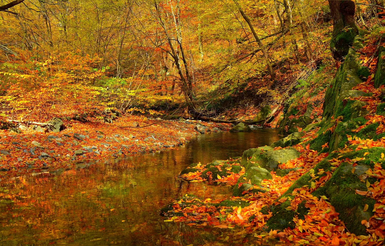 Photo wallpaper autumn, forest, stream, foliage, stream, colors, forest, falling leaves