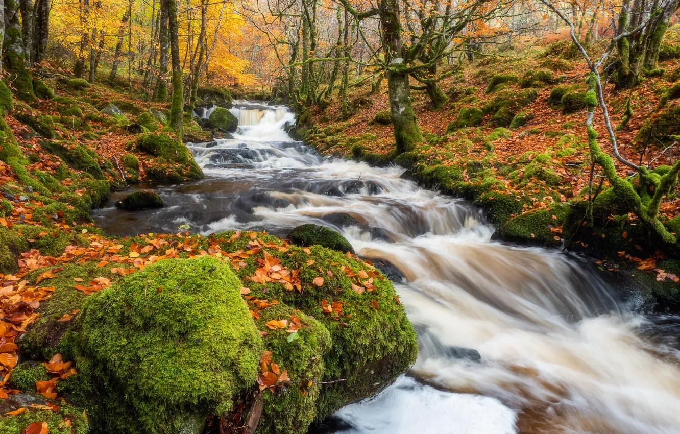 Photo wallpaper greens, autumn, forest, trees, branches, stream, stones, shore