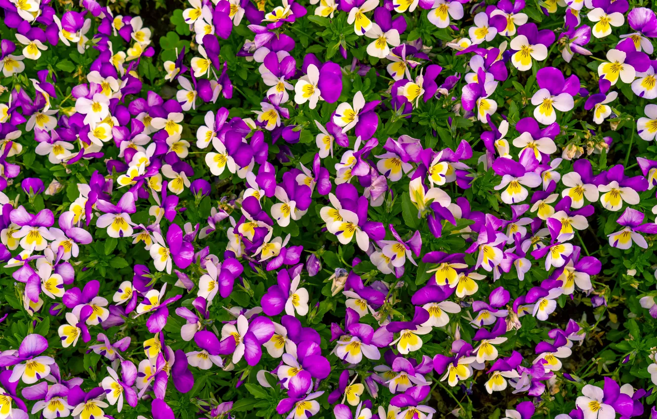 Photo wallpaper grass, flowers, background, purple, summer, grass, flowers, purple