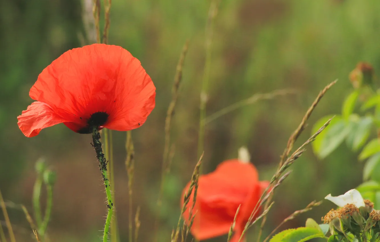 Photo wallpaper red, flower, poppy