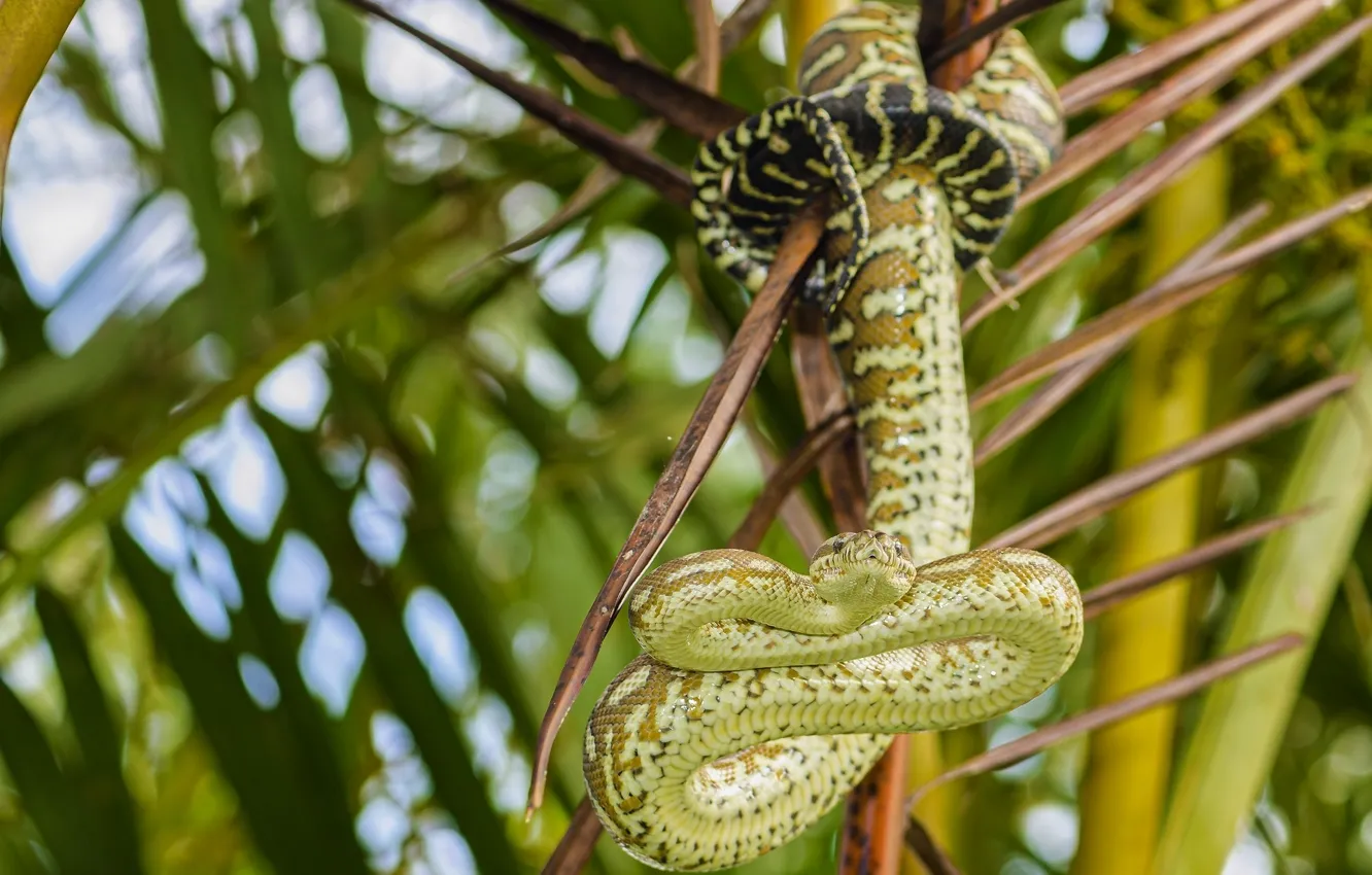 Photo wallpaper macro, snake, Python, diamond Python, carpet snake