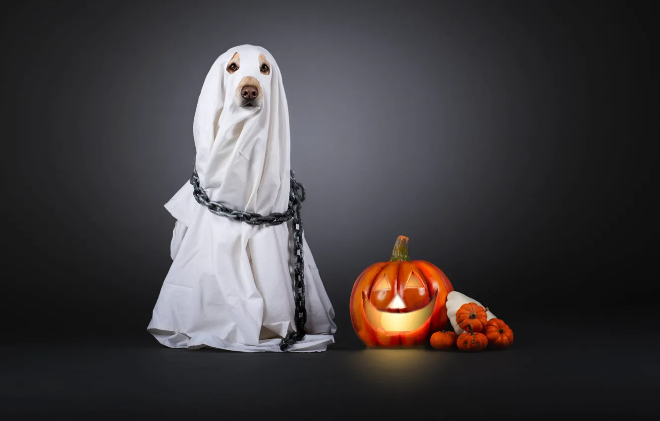 Photo wallpaper white, dog, chain, costume, pumpkin, Halloween, sheet, grey background