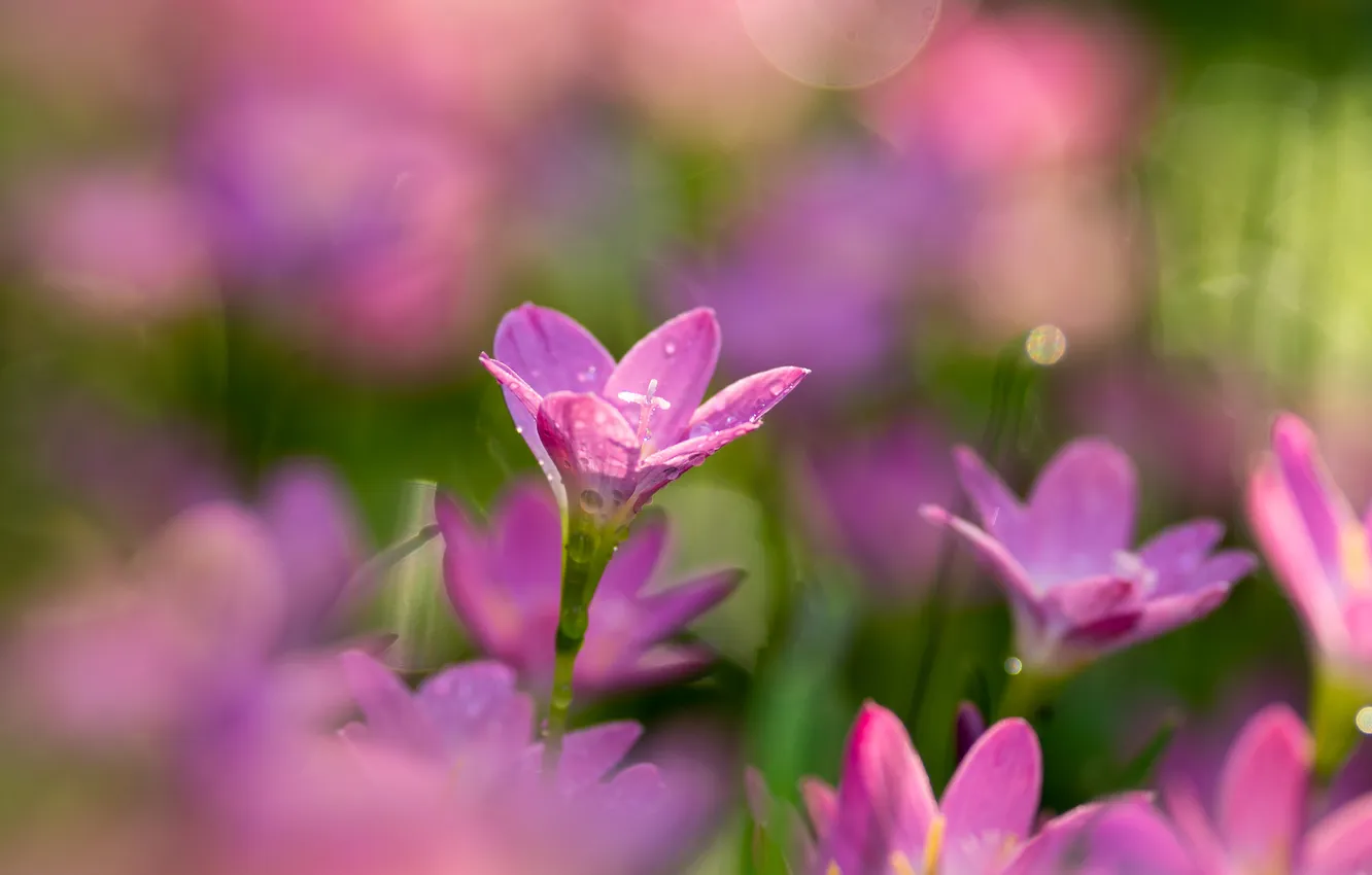 Photo wallpaper flowers, glare, tenderness, bokeh