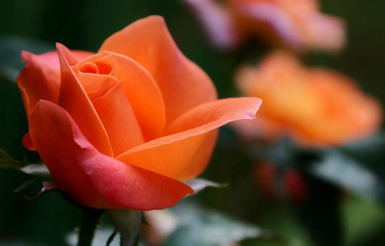 Photo wallpaper macro, flowers, orange, roses, focus, blur