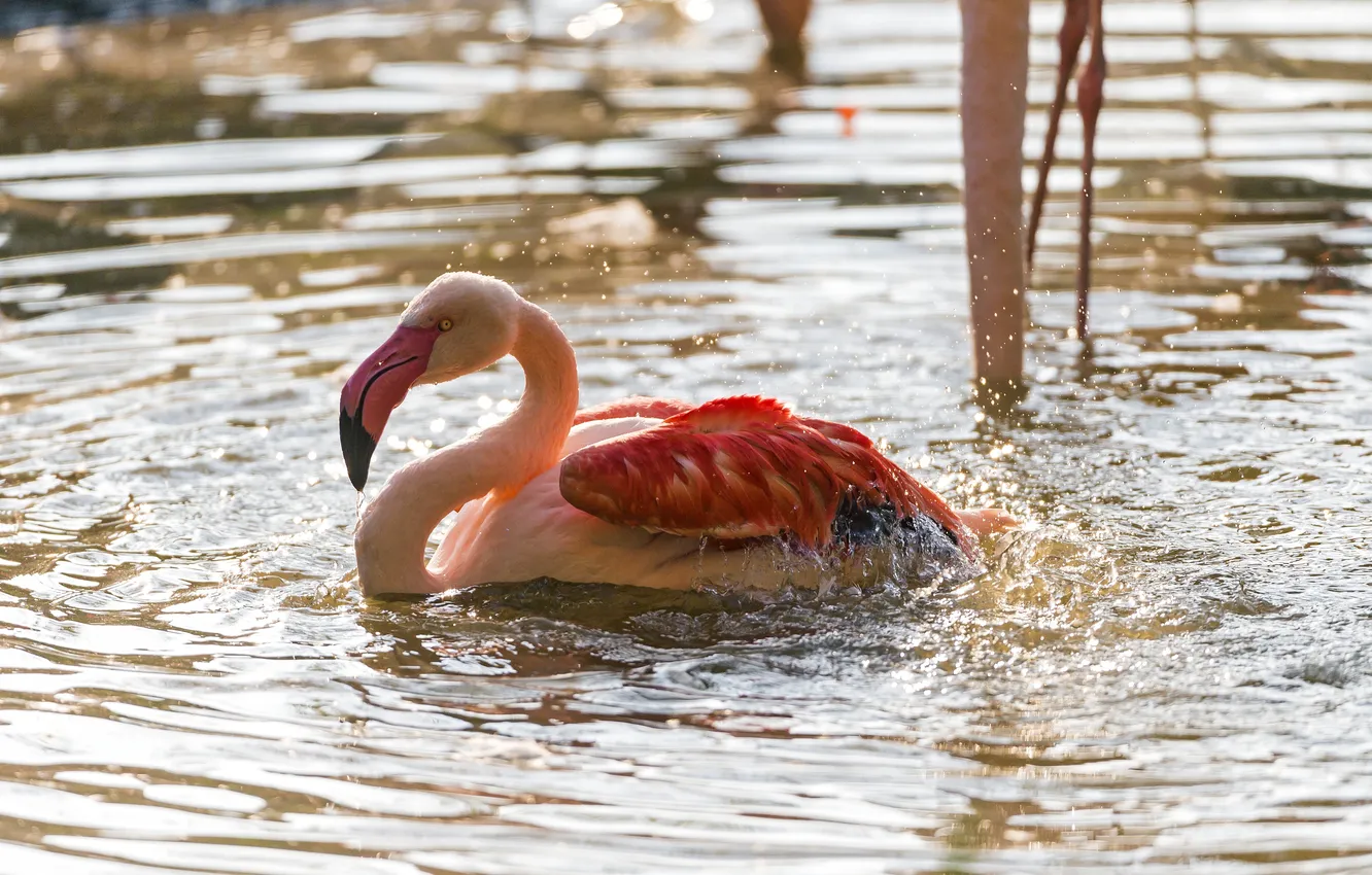 Photo wallpaper squirt, bird, bathing, Flamingo, pond, ©Tambako The Jaguar