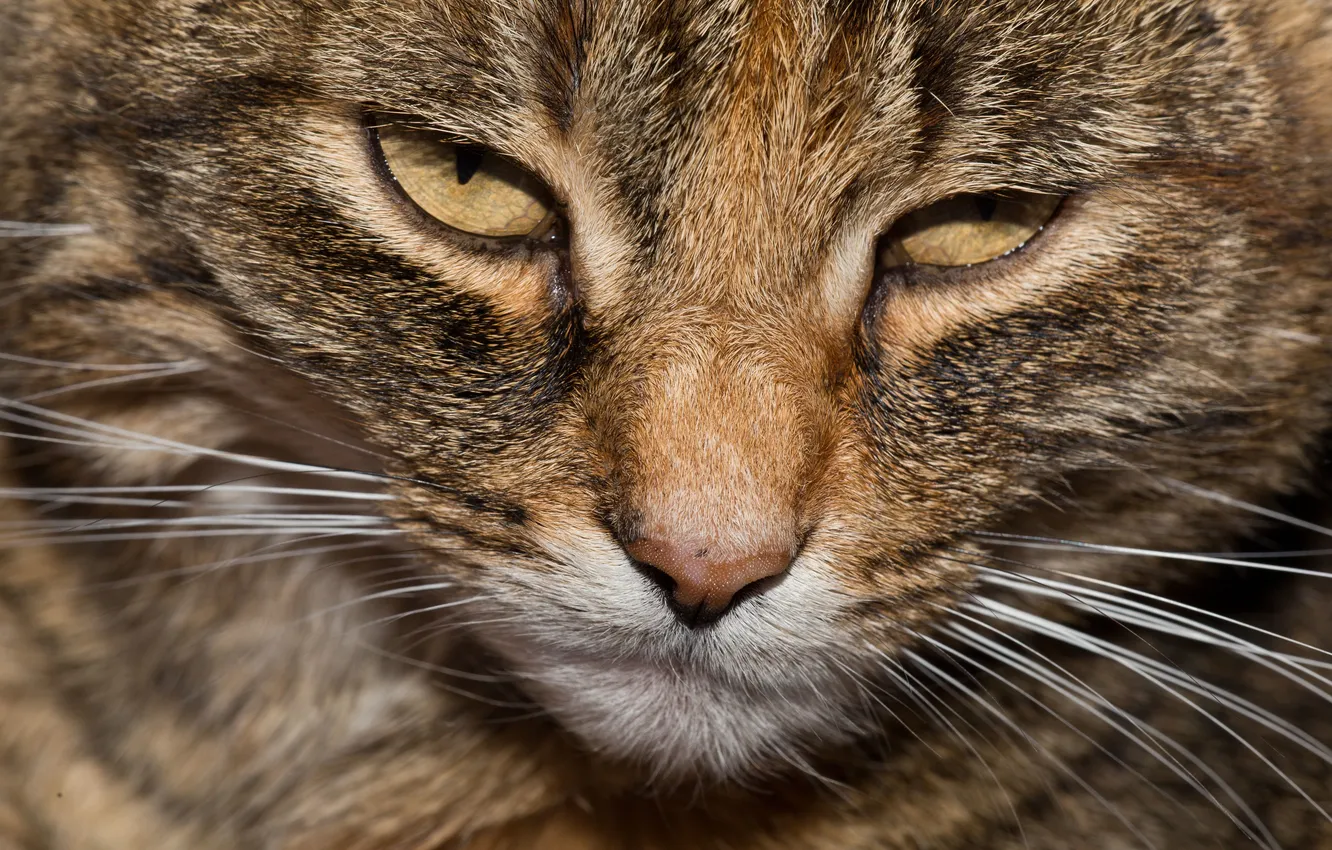 Photo wallpaper cat, mustache, look