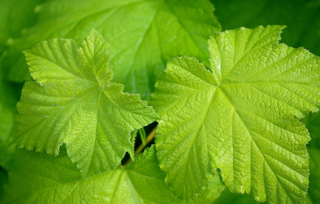 Photo wallpaper leaves, green, grapes
