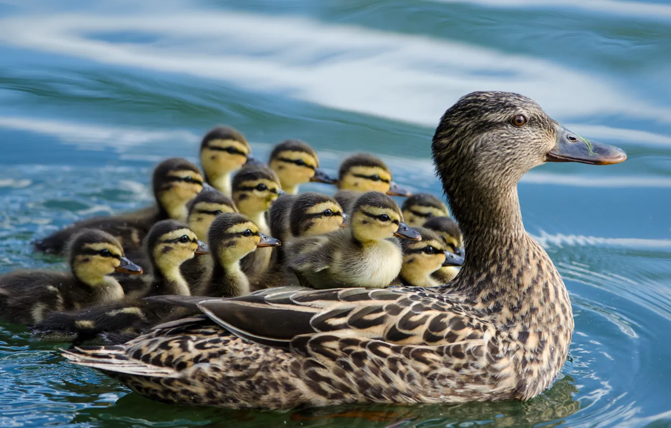 Photo wallpaper bird, duck, family