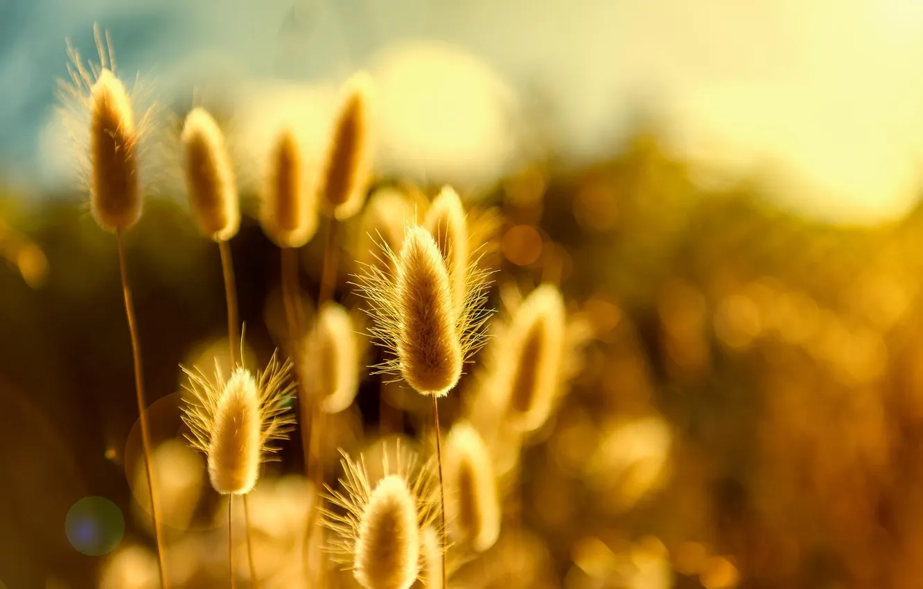 Photo wallpaper glare, plant, bokeh