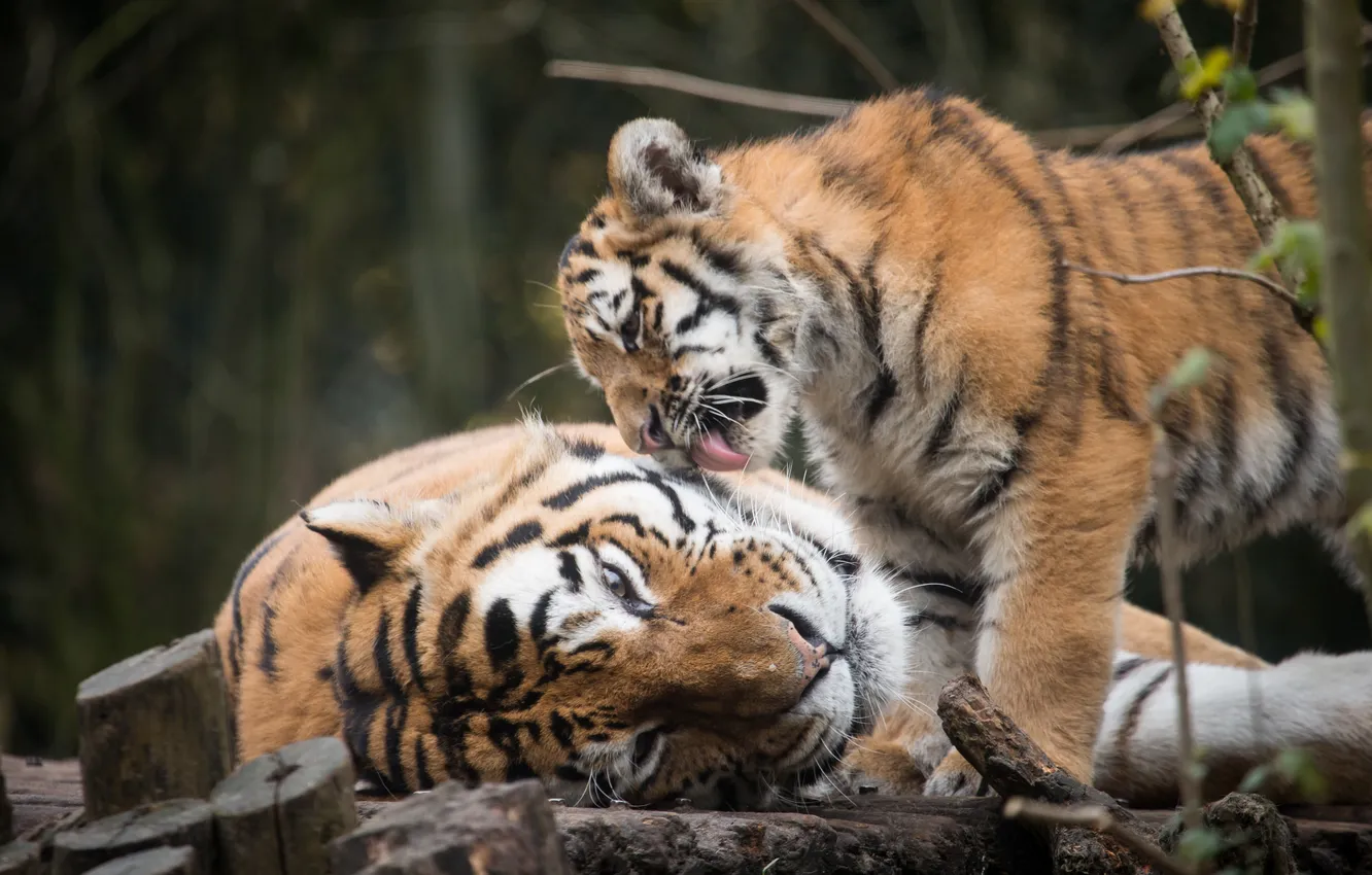 Photo wallpaper cats, tiger, kitty, tigress, tiger, Amur