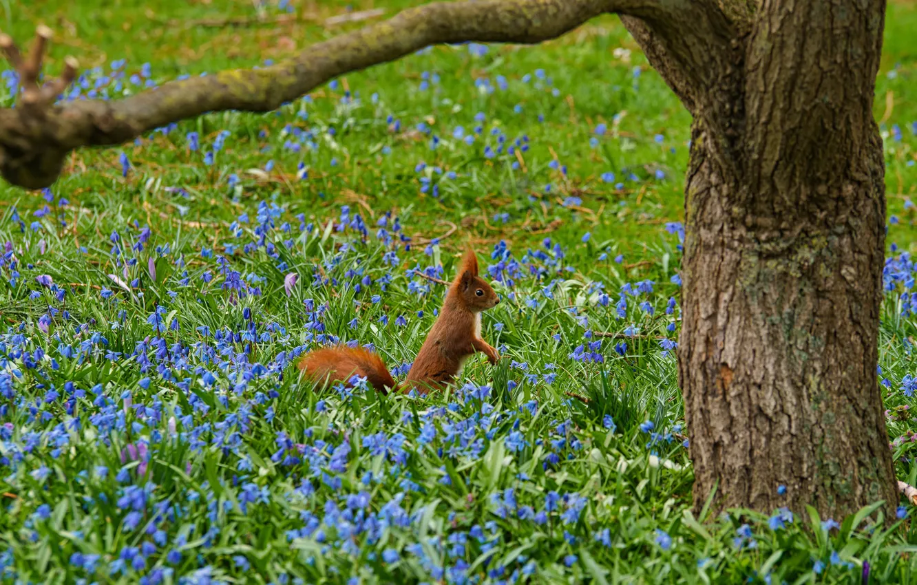 Photo wallpaper trees, flowers, branches, blue, glade, spring, protein, trunk