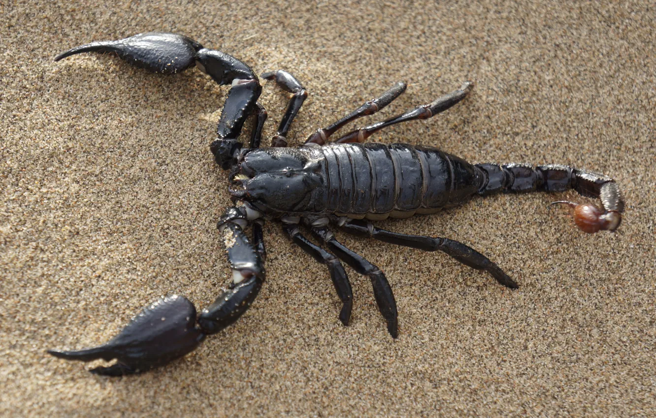 Photo wallpaper desert, sea, nature, Sands, animal, claw, black Emperor Scorpion