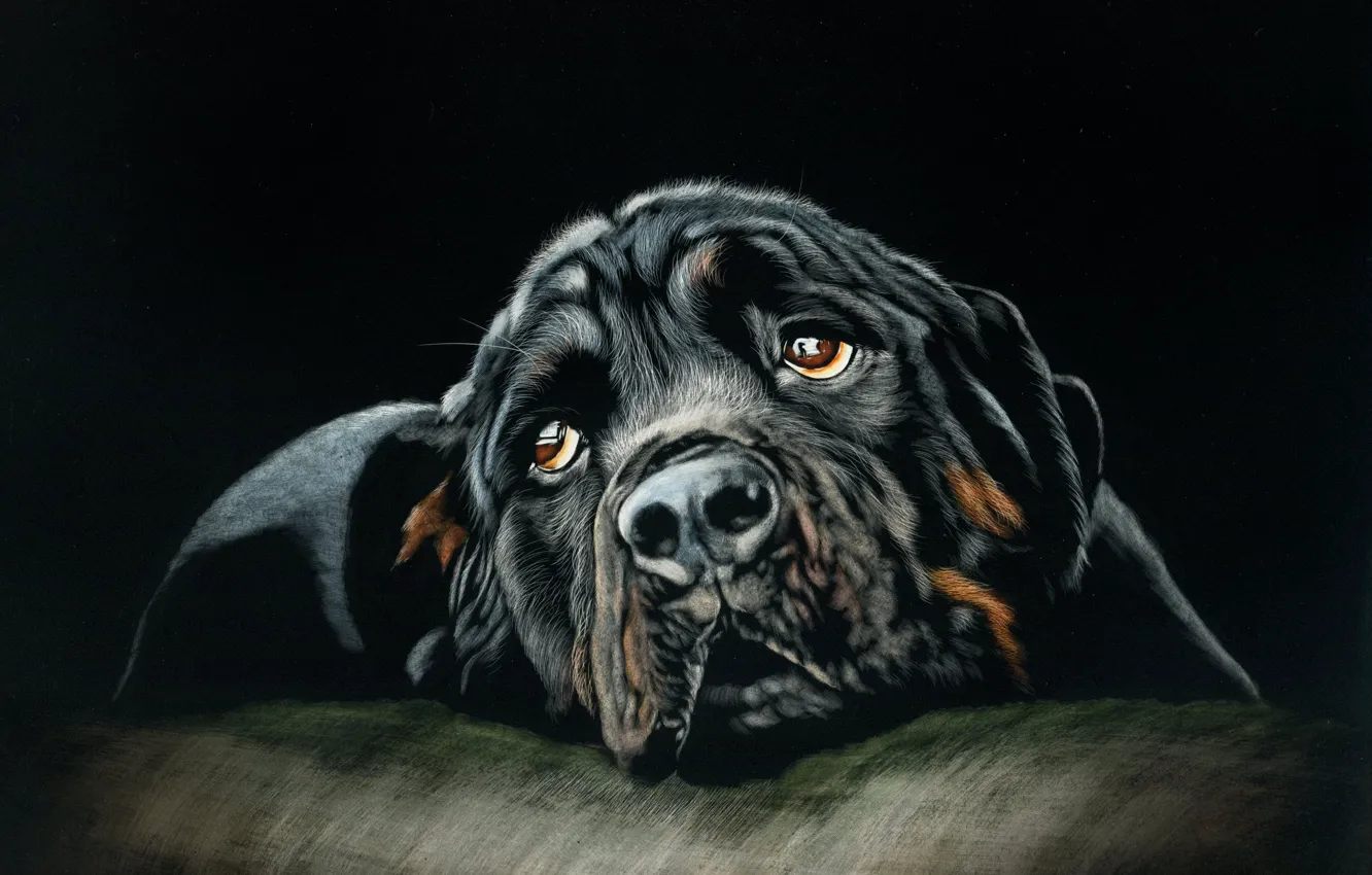 Photo wallpaper dog, lies, by shonechacko