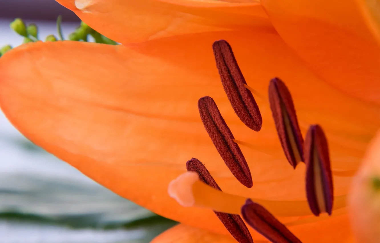 Photo wallpaper flowers, nature, plant, petals, stamens