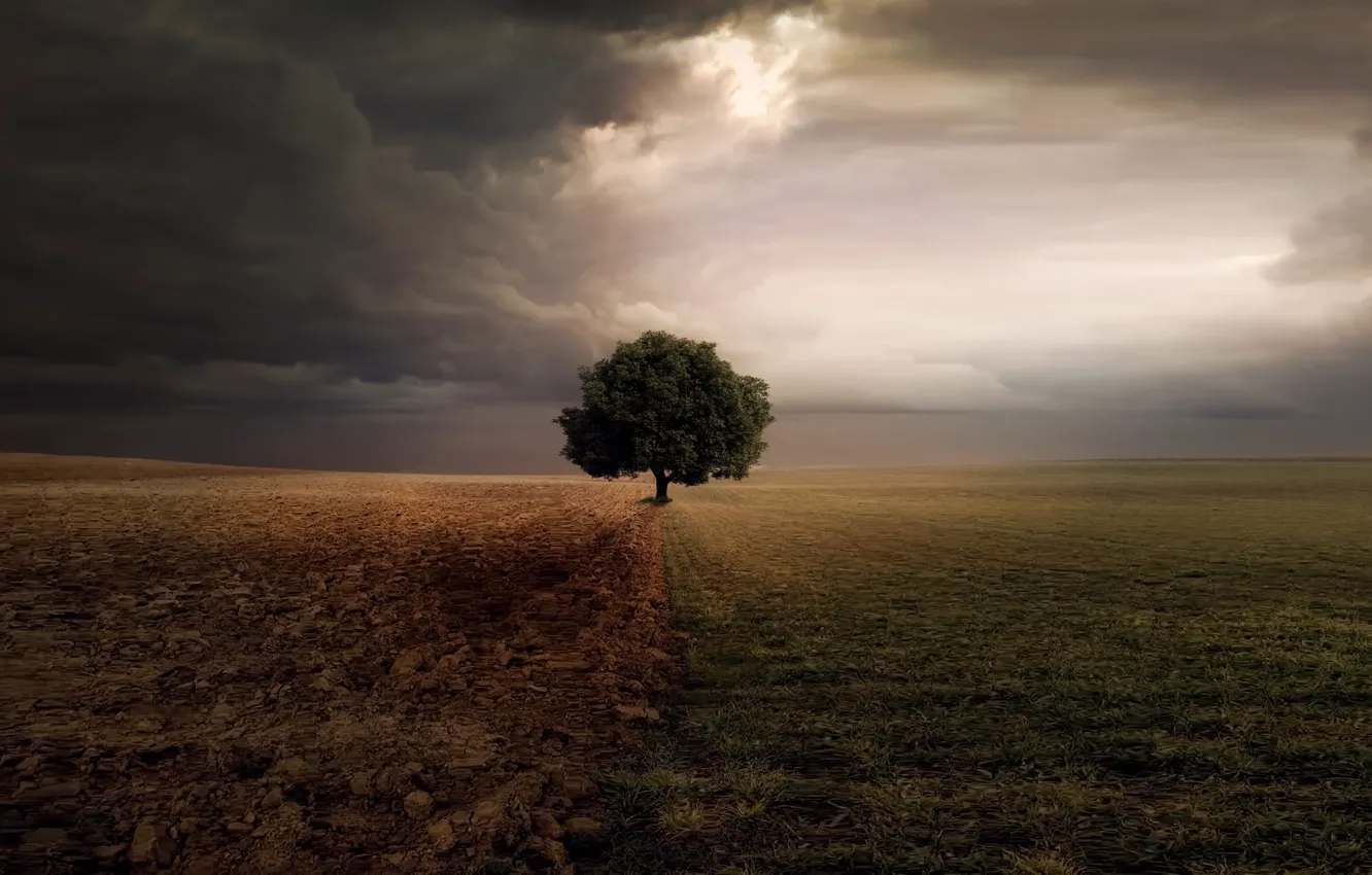Photo wallpaper field, the sky, grass, clouds, rendering, tree, overcast, earth