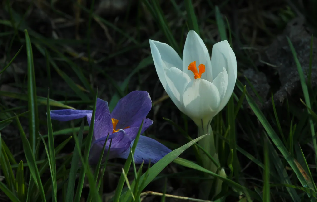 Photo wallpaper flower, spring, Crocus