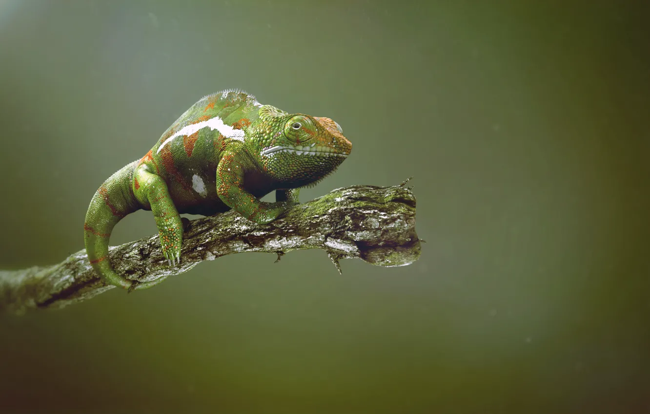 Photo wallpaper chameleon, branch, stick