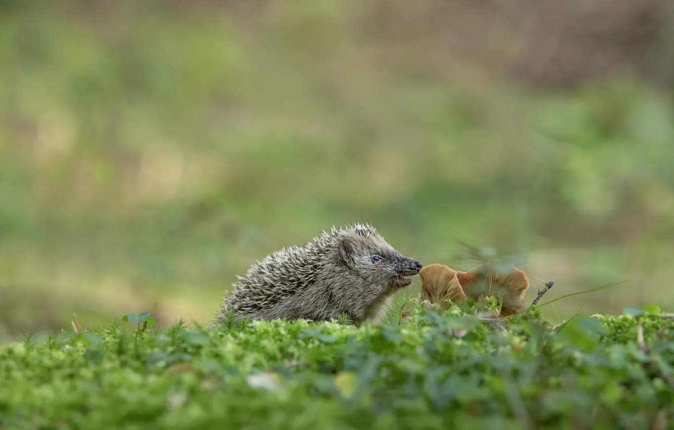 Photo wallpaper greens, grass, nature, glade, mushrooms, face, hedgehog, bokeh