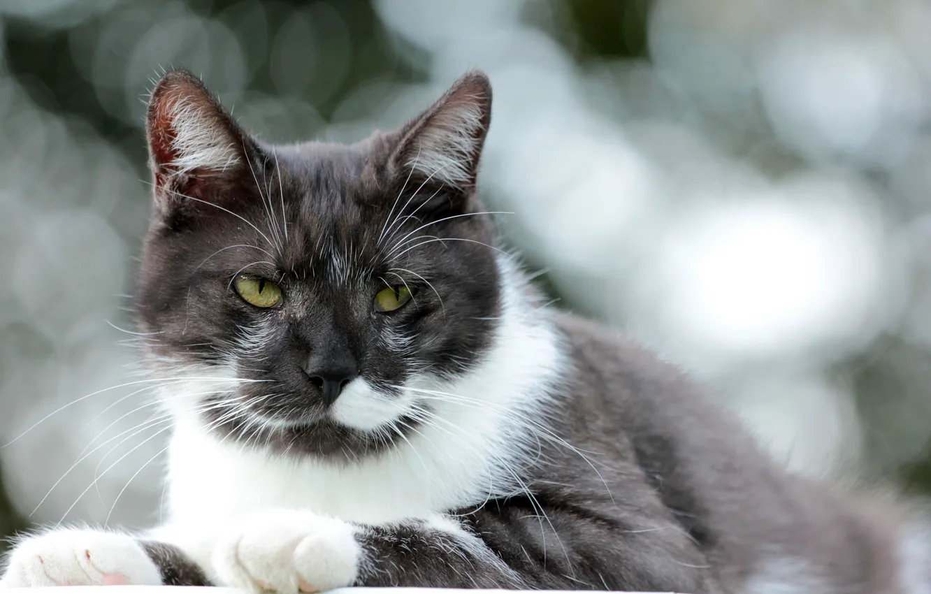 Photo wallpaper cat, cat, look, glare, background, white-black