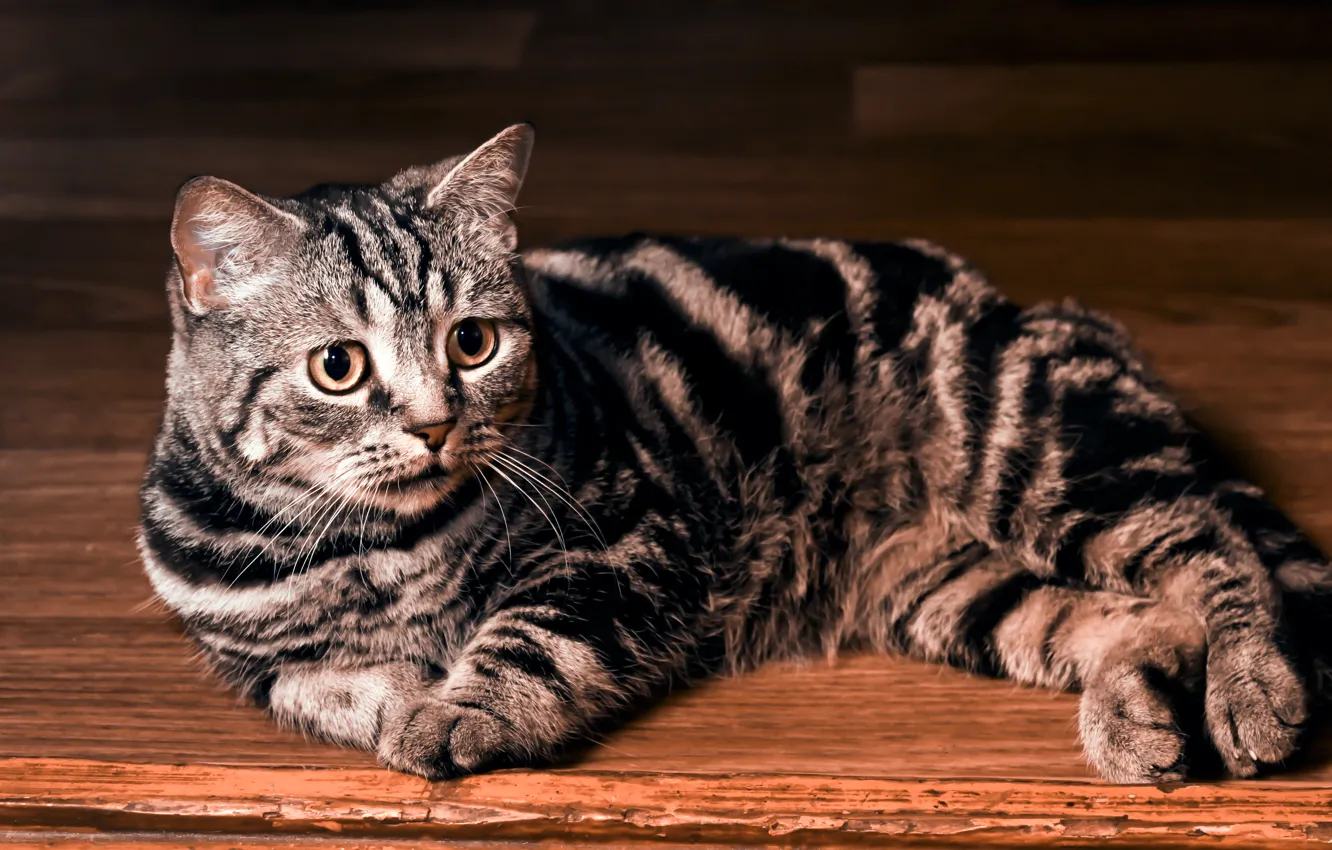 Photo wallpaper cat, Wallpaper, lies, striped, British