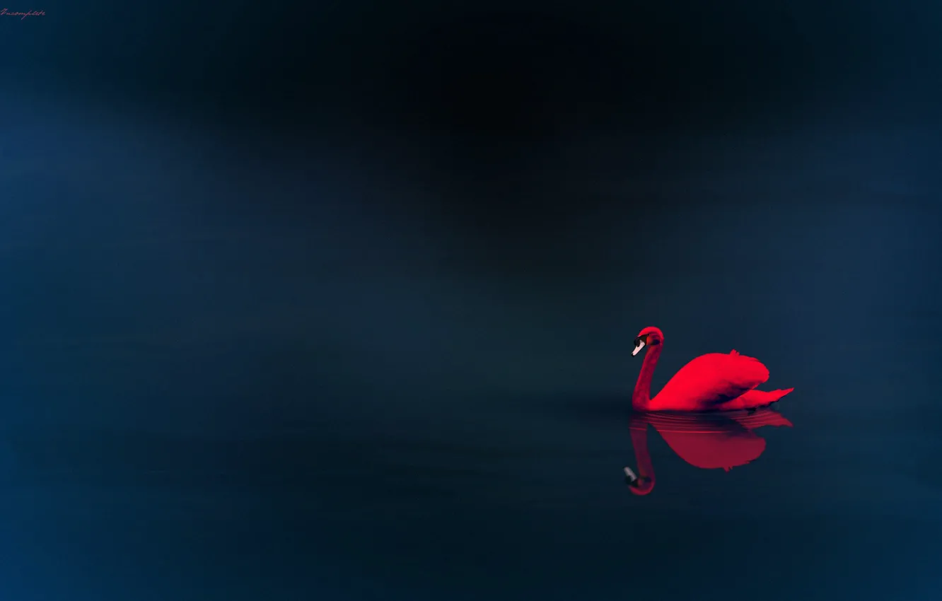 Photo wallpaper water, reflection, red Swan