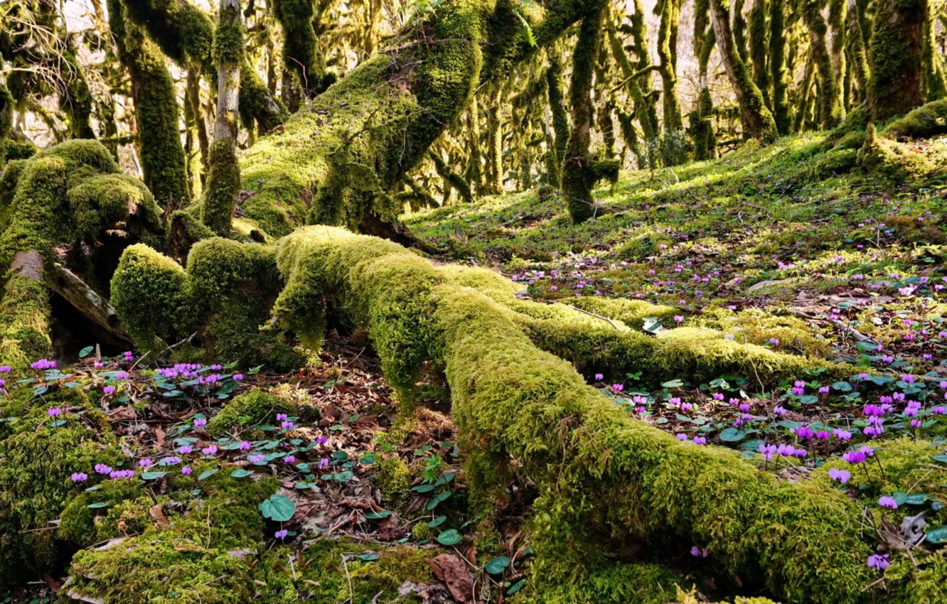 Photo wallpaper forest, trees, roots, cyclamen