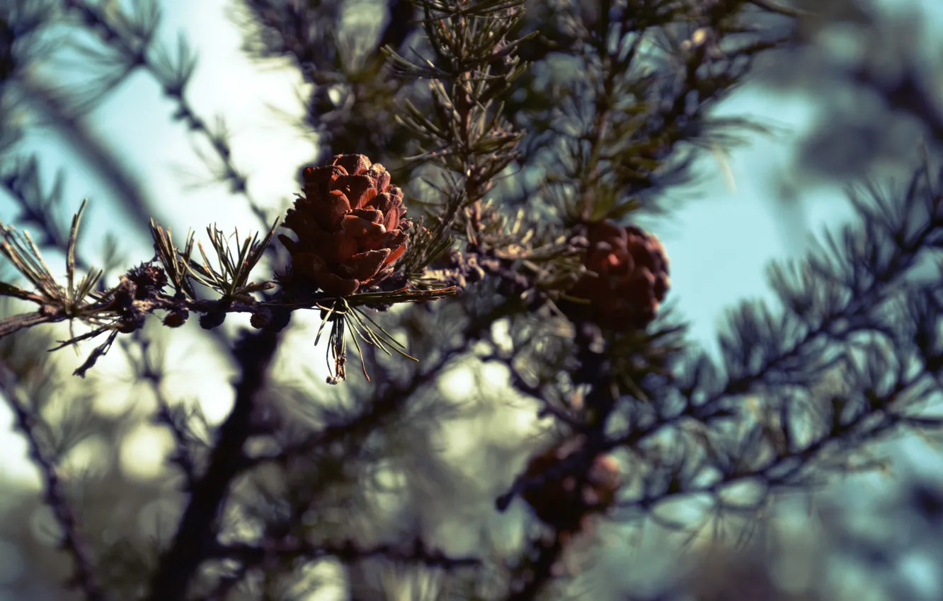 Photo wallpaper forest, trees, nature, bumps