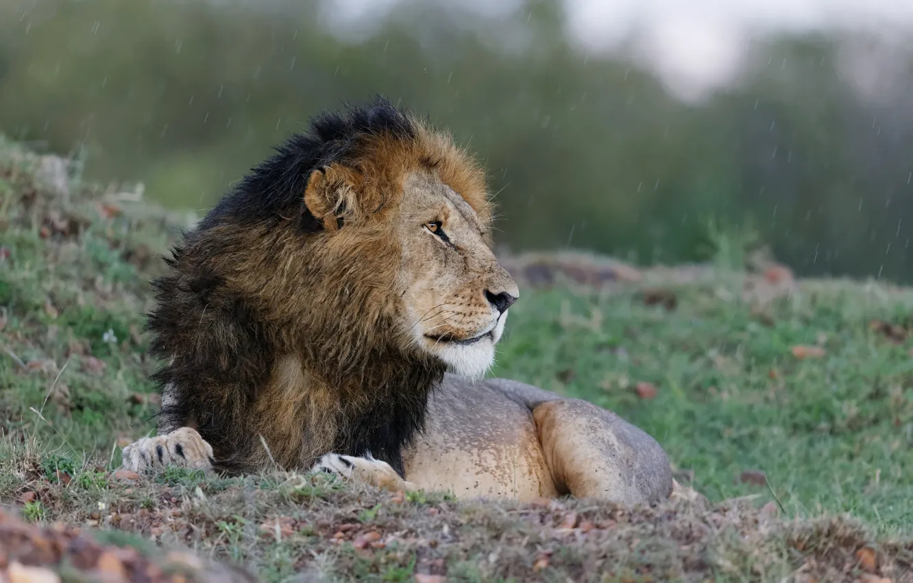 Photo wallpaper cat, rain, stay, Leo, profile