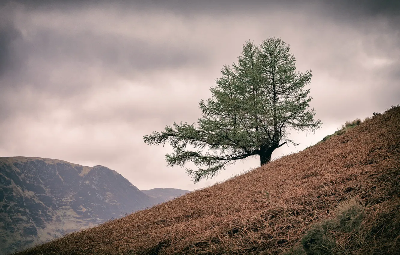 Photo wallpaper England, United Kingdom, Lake District, Lone Tree, Buttermere