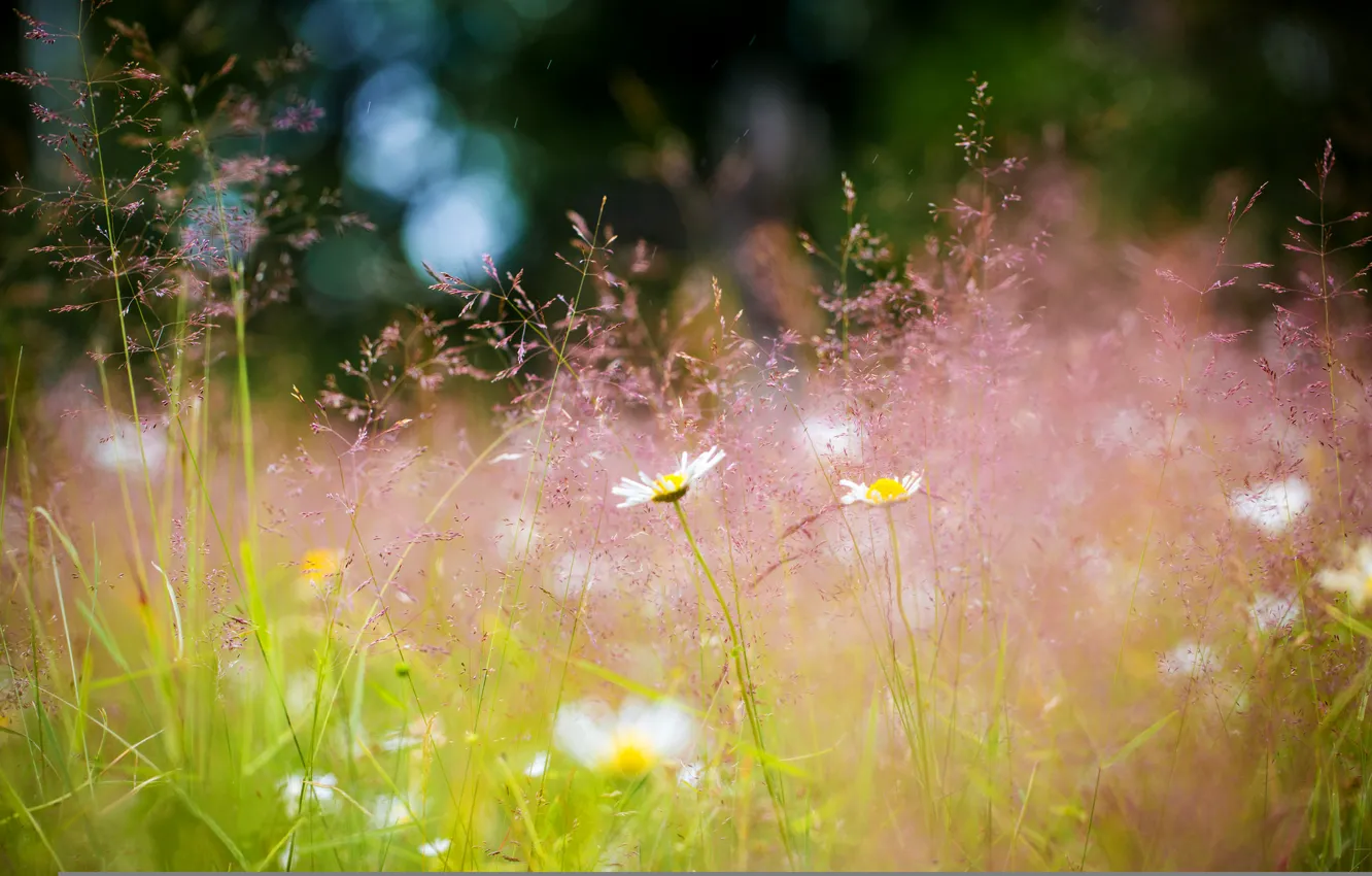 Photo wallpaper summer, grass, flowers, nature, chamomile, Meadow, bokeh
