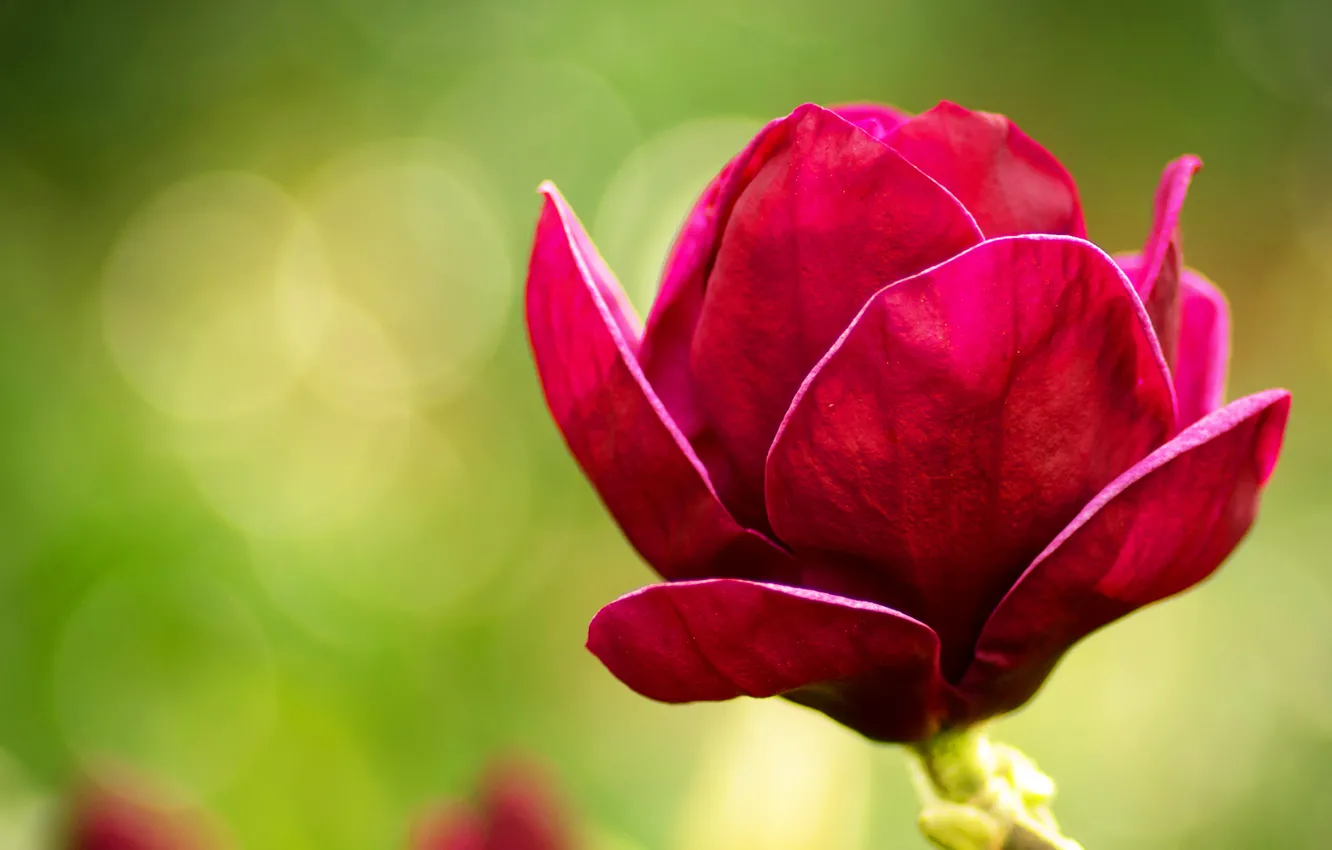 Photo wallpaper rose, flower, magnolia