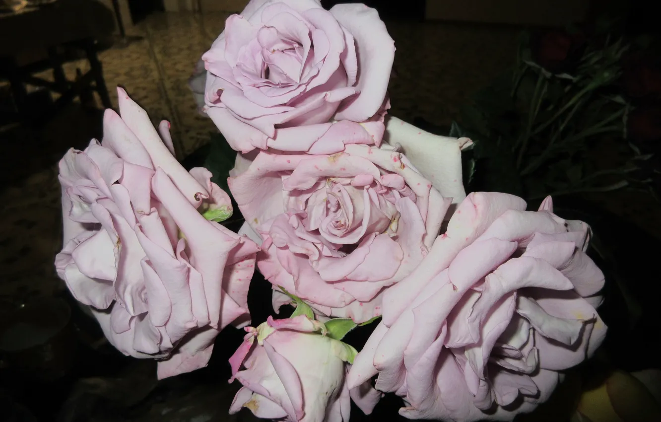 Photo wallpaper flowers, Meduzanol ©, lilac roses, 2018, roses