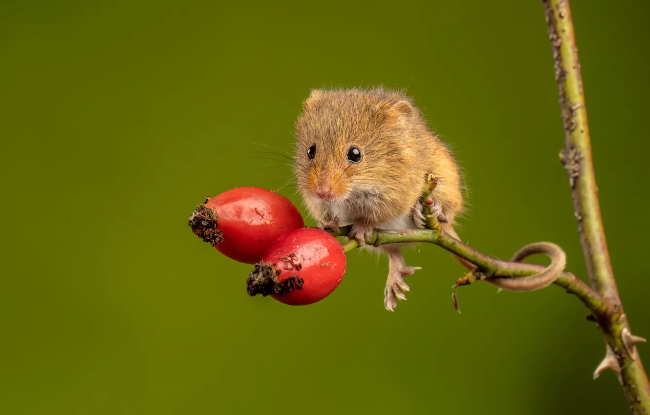 Photo wallpaper look, branches, berries, mouse, mouse, fruit, briar, green background