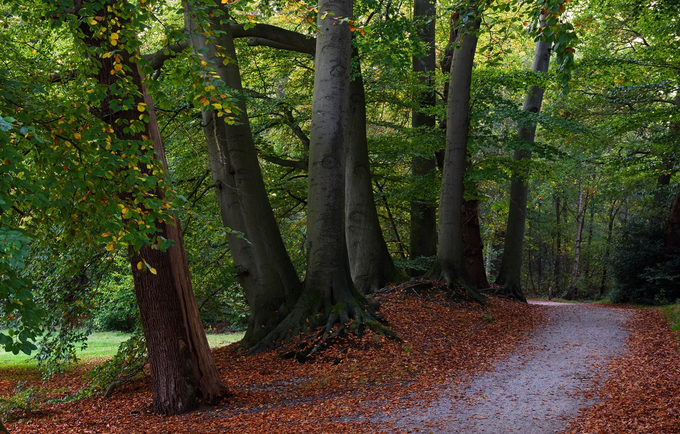 Photo wallpaper autumn, forest, leaves, trees, branches, Park, Netherlands, path