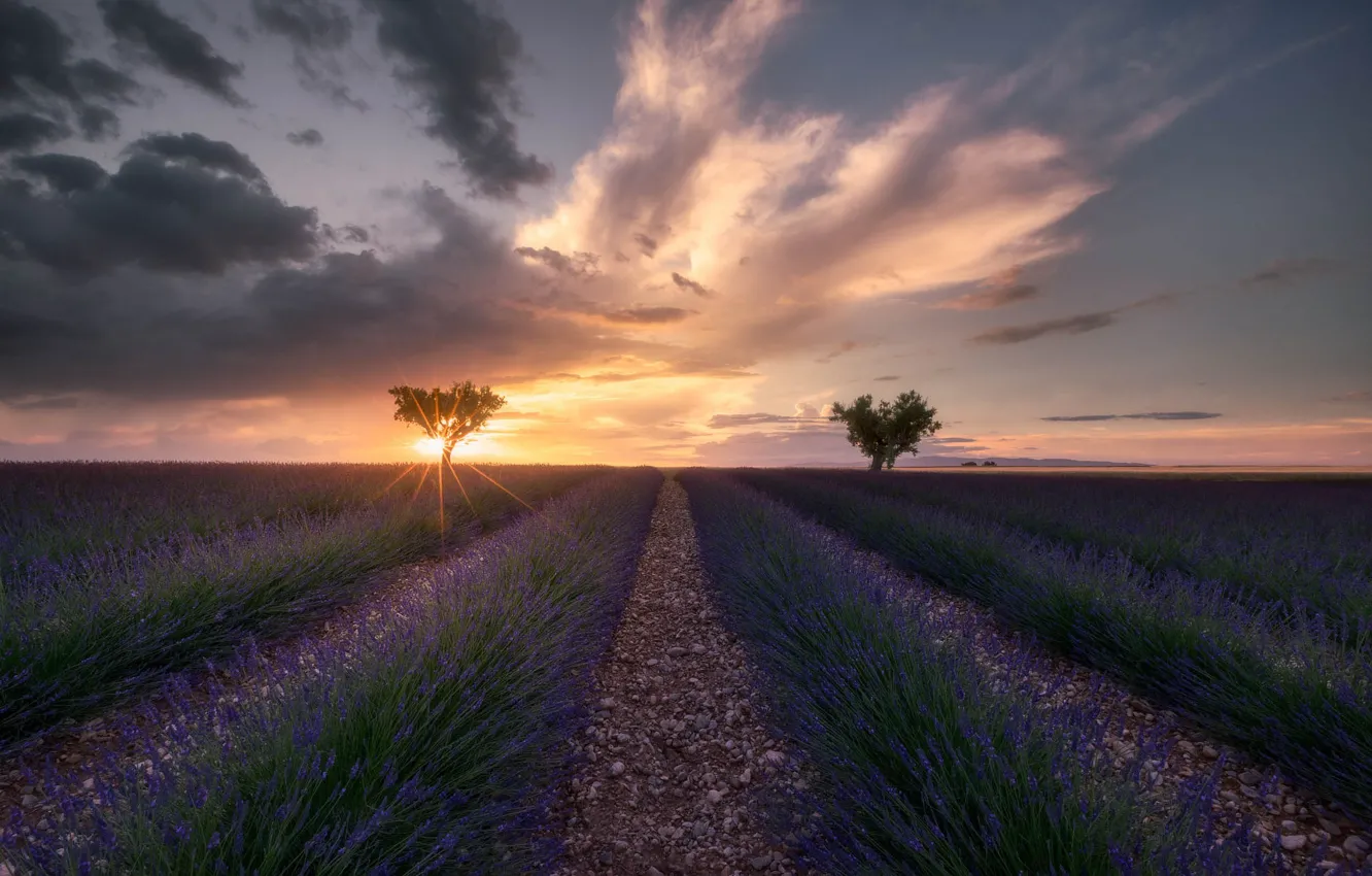 Photo wallpaper field, summer, the sky, the sun, clouds, rays, light, trees