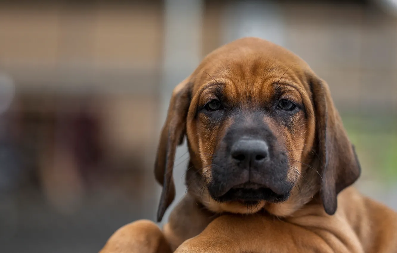 Photo wallpaper look, face, background, dog, puppy, Rhodesian Ridgeback