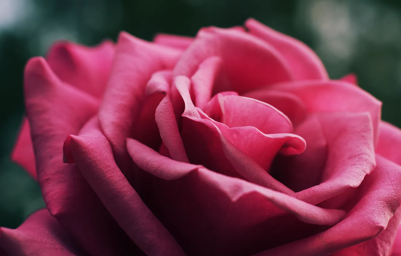 Photo wallpaper flower, macro, close-up, background, pink, rose, petals, Bud