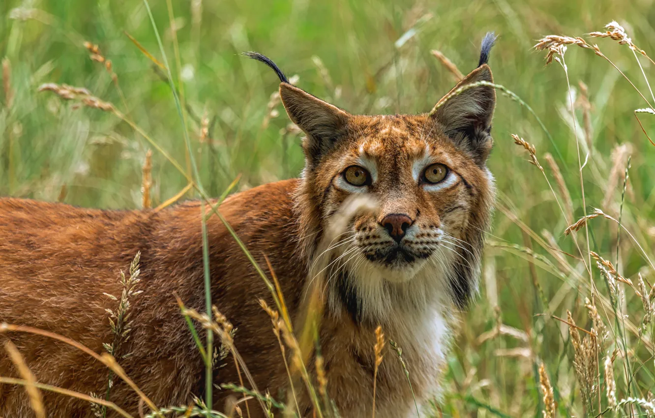 Photo wallpaper look, lynx, grass, face