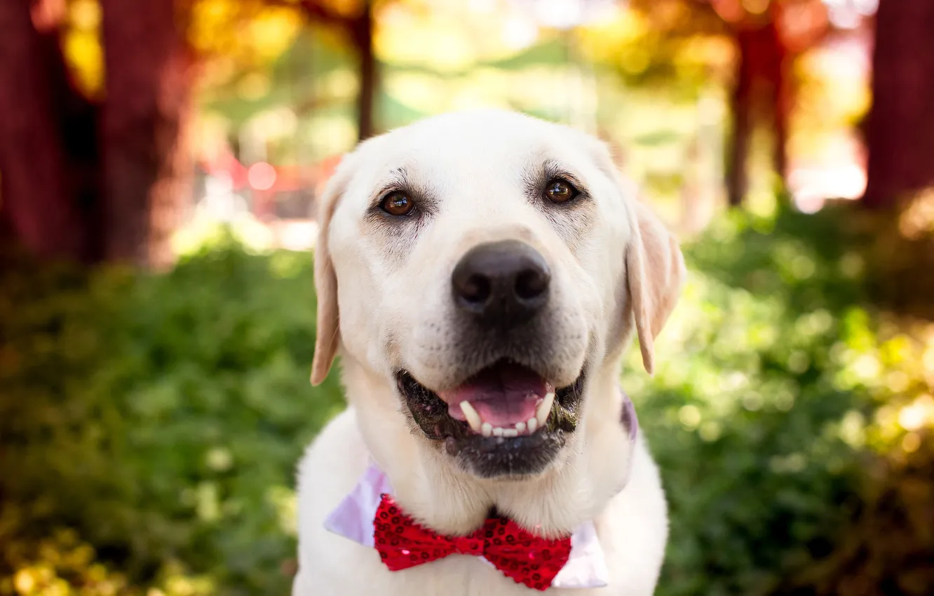 Photo wallpaper look, nature, pose, dog, face