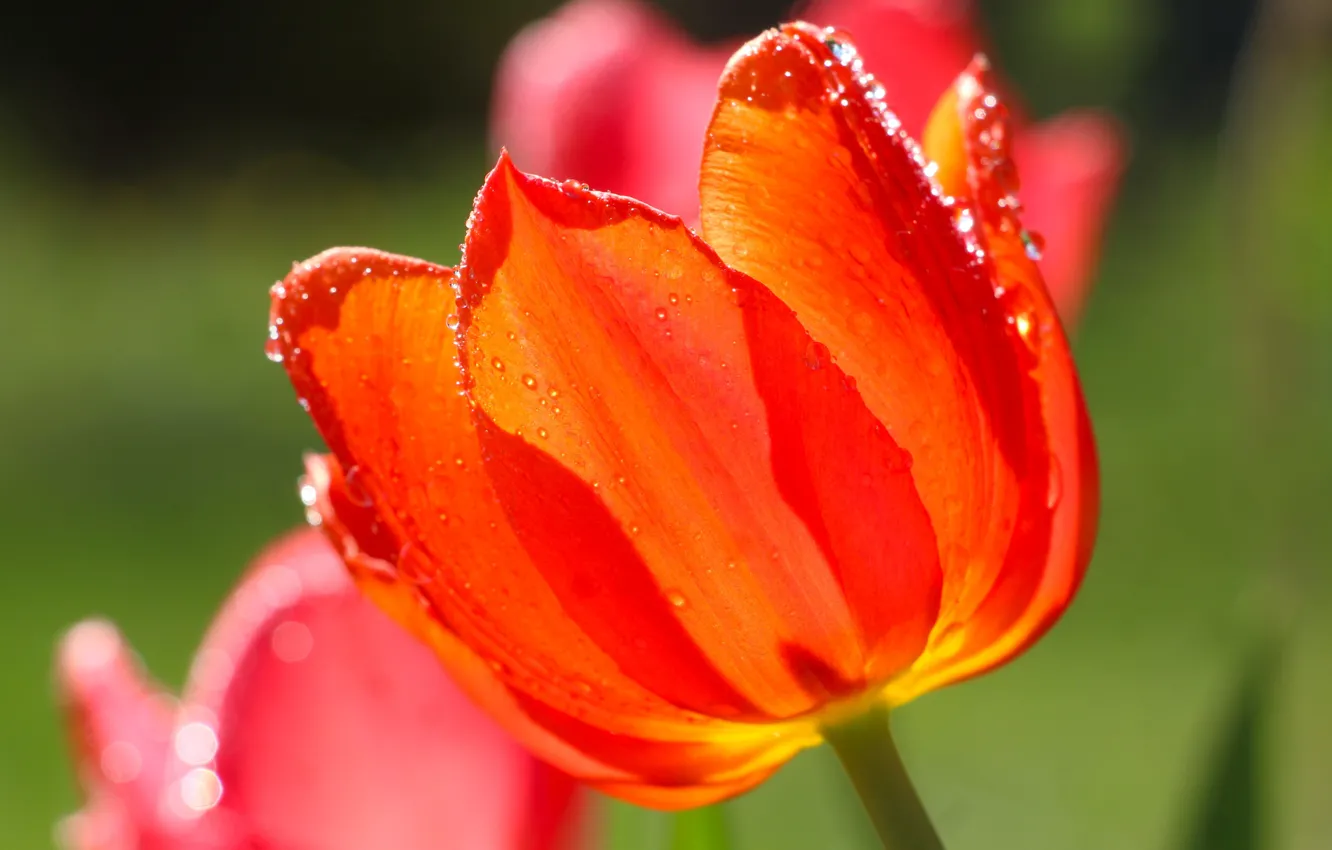 Photo wallpaper red, garden, tulips, blooming, at close range
