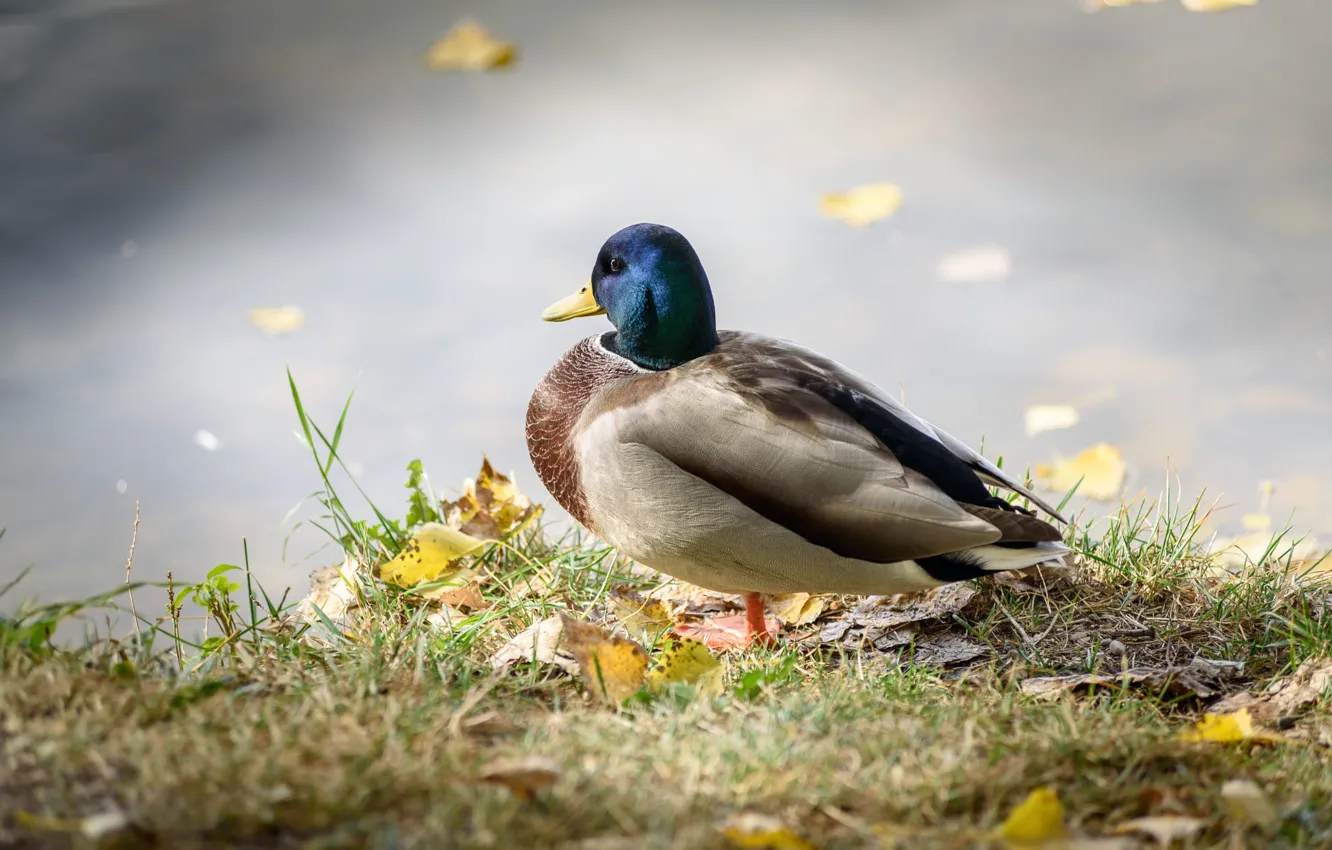 Photo wallpaper autumn, grass, leaves, bird, shore, duck, pond