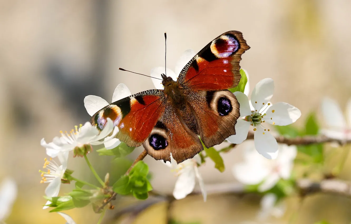 Photo wallpaper branches, butterfly, wings, spring
