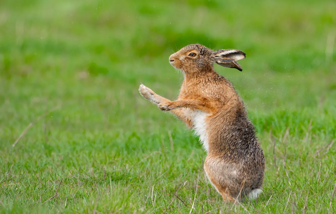 Photo wallpaper grass, squirt, pose, movement, glade, hare, wet, paws