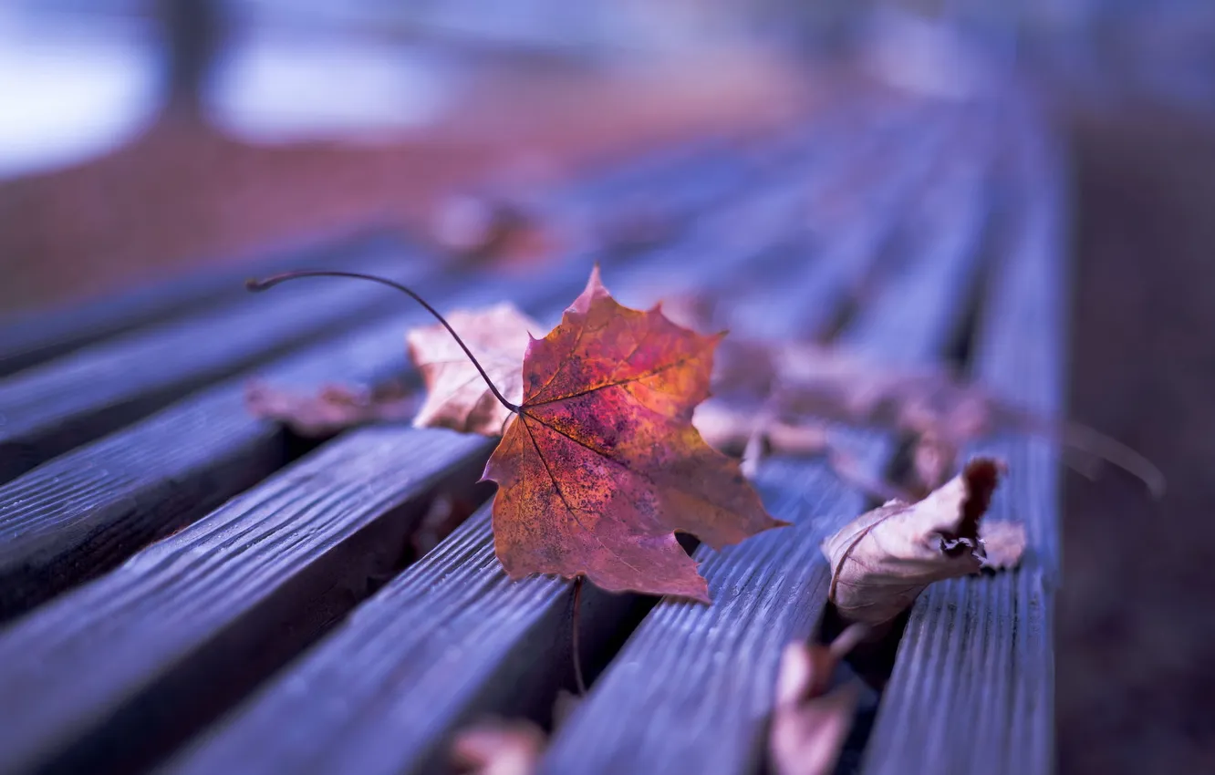 Photo wallpaper autumn, leaves, nature, bench