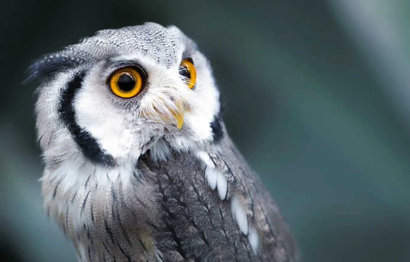 Photo wallpaper eyes, owl, bird, feathers, beak