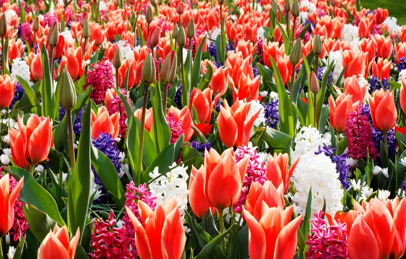 Photo wallpaper spring, garden, tulips, flowerbed