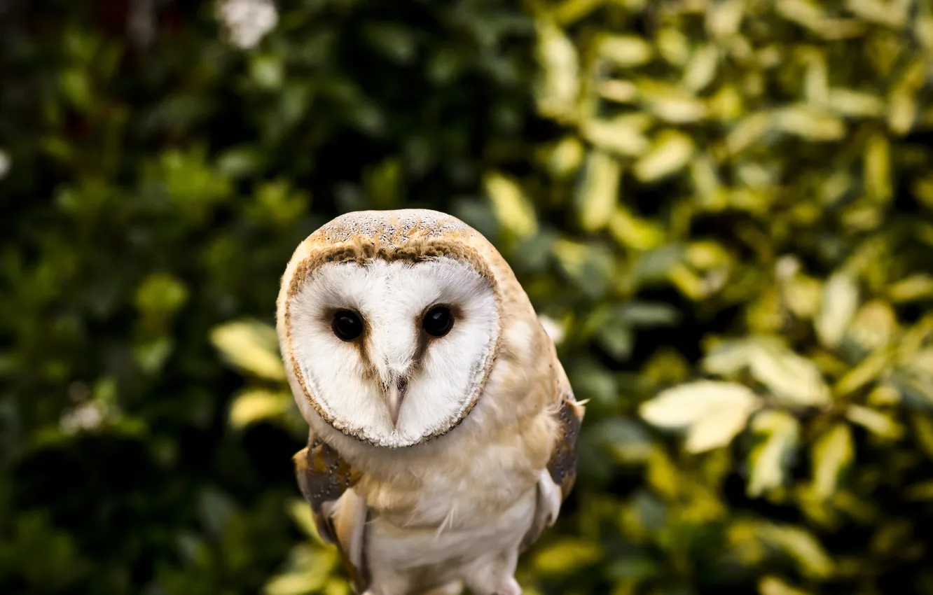 Photo wallpaper owl, feathers, white