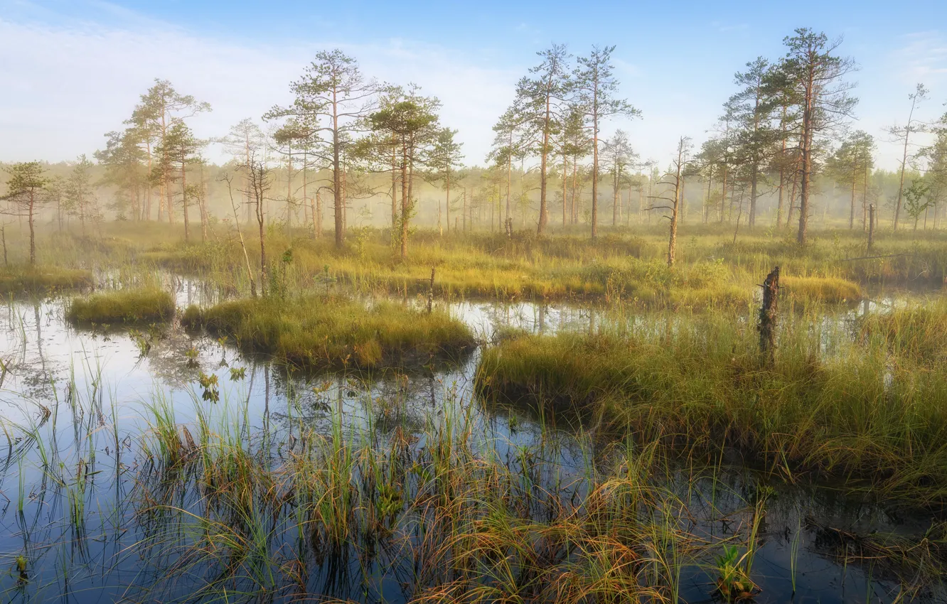 Photo wallpaper forest, grass, water, nature, fog, shore, swamp, morning