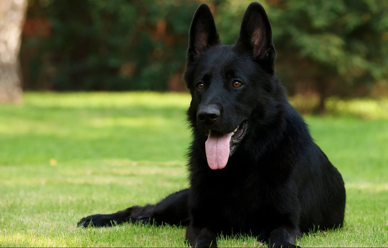 Photo wallpaper lawn, black, dog, lies, shepherd